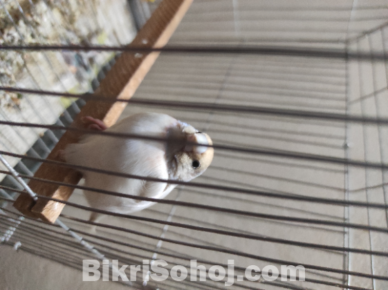 Silver gouldian finch. সিলভার ফিঞ্চ